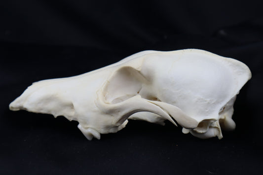 Craft Coyote Skull