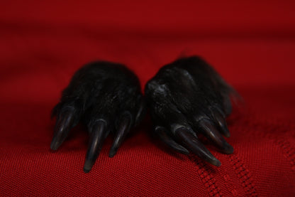 Beaver Feet