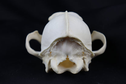 Craft Coyote Skull