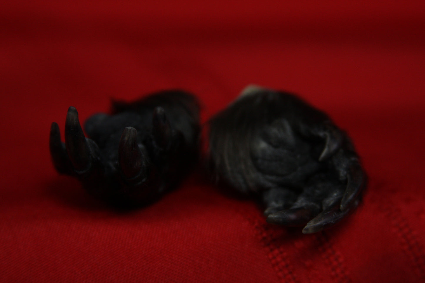 Beaver Feet