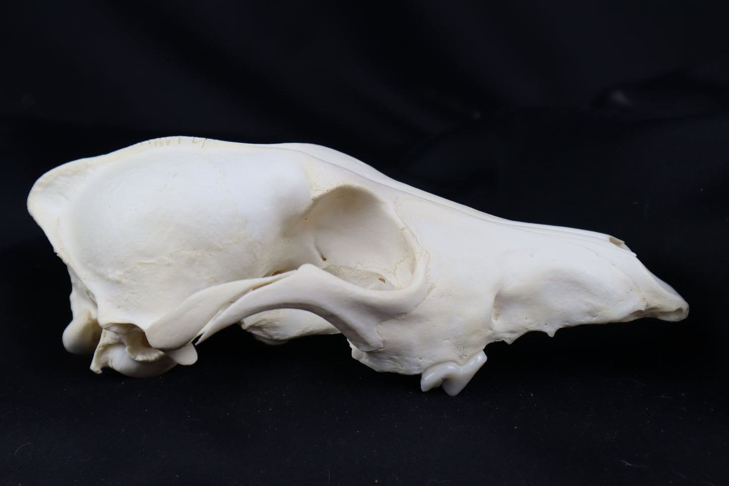 Craft Coyote Skull