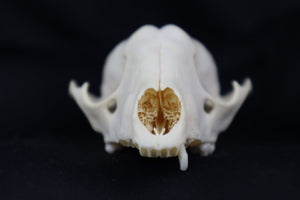 Craft Raccoon Skull