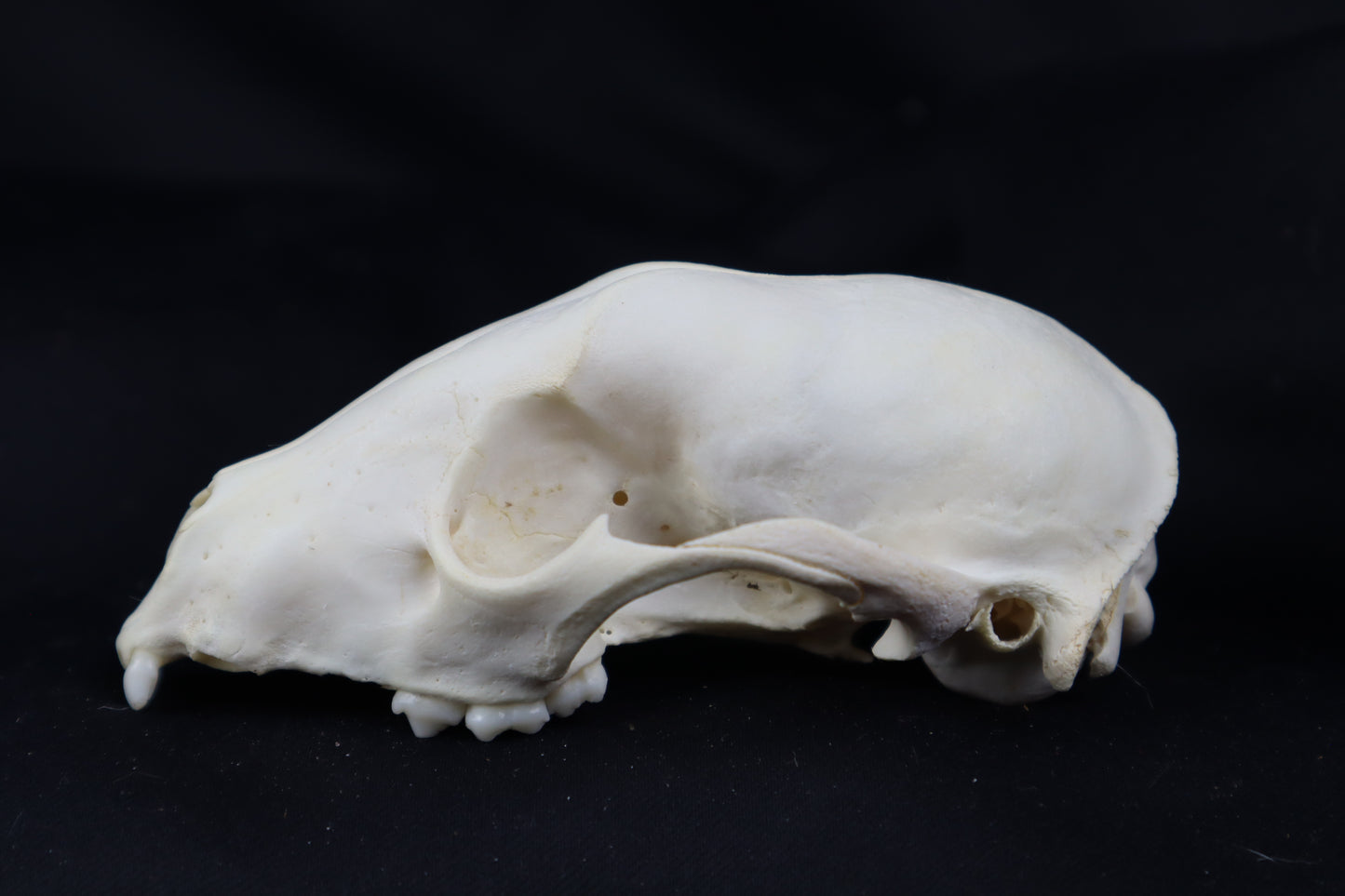 Craft Raccoon Skull