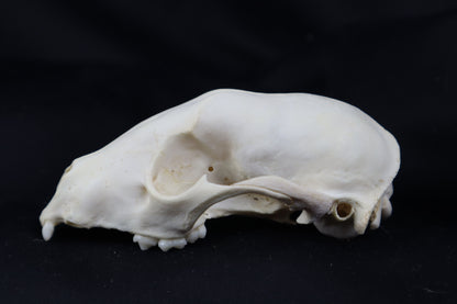 Craft Raccoon Skull