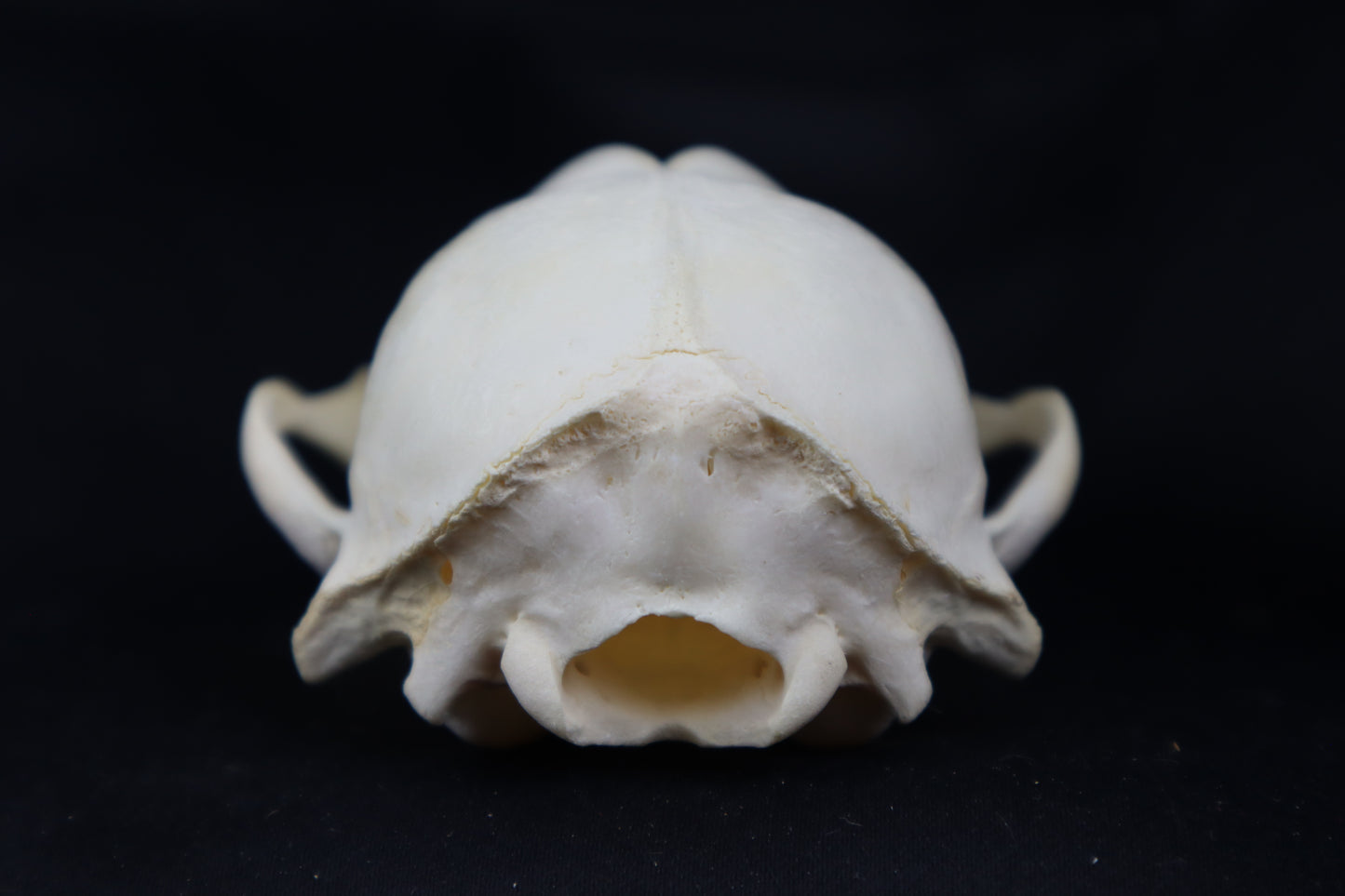 Craft Raccoon Skull