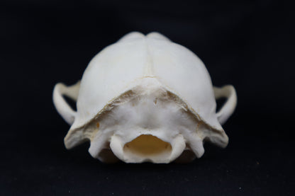 Craft Raccoon Skull