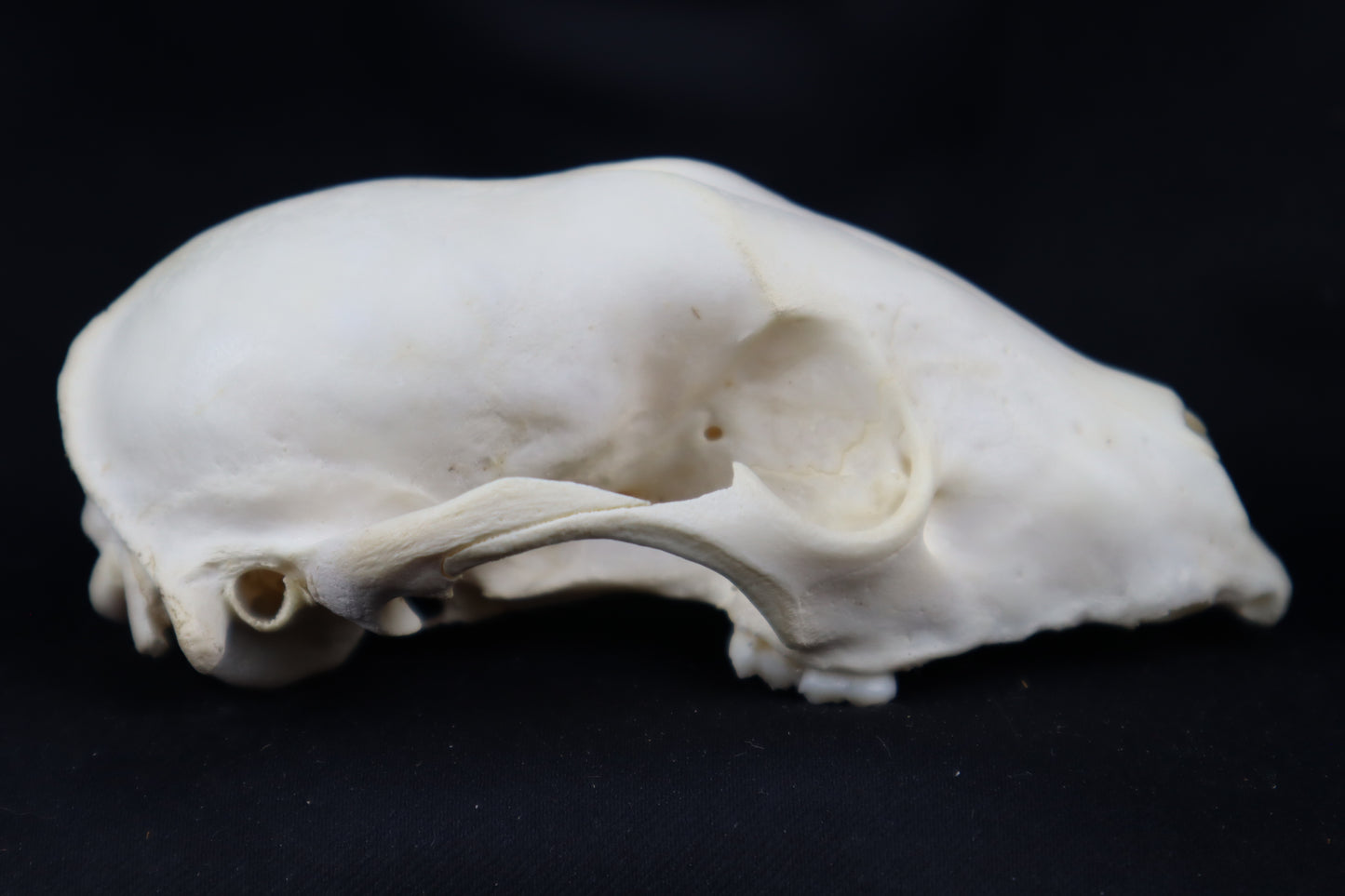 Craft Raccoon Skull