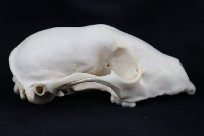 Craft Raccoon Skull