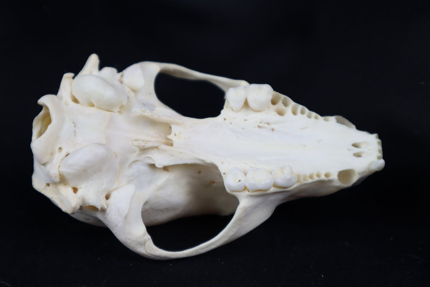 Craft Raccoon Skull