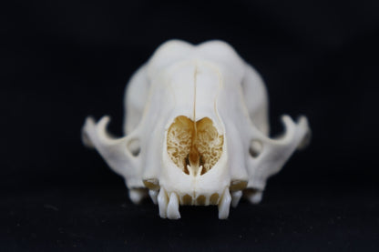 Craft Raccoon Skull
