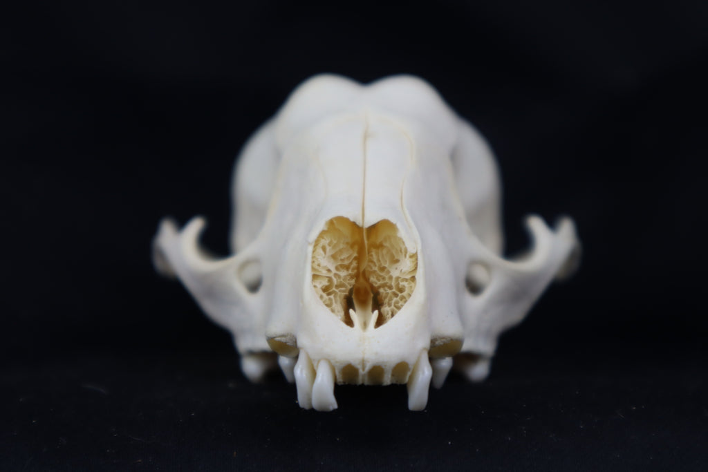 Craft Raccoon Skull