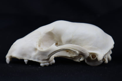 Craft Raccoon Skull