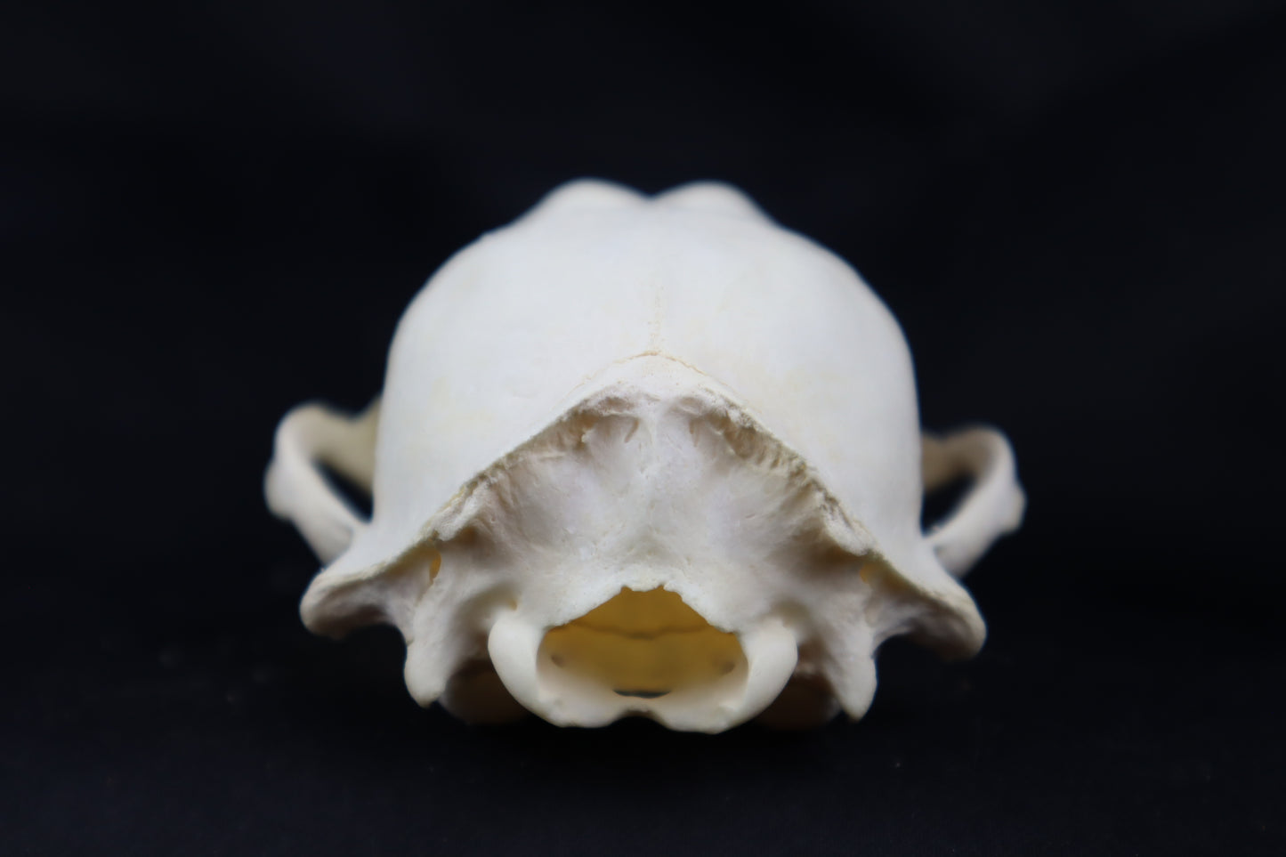 Craft Raccoon Skull