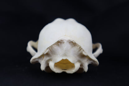 Craft Raccoon Skull