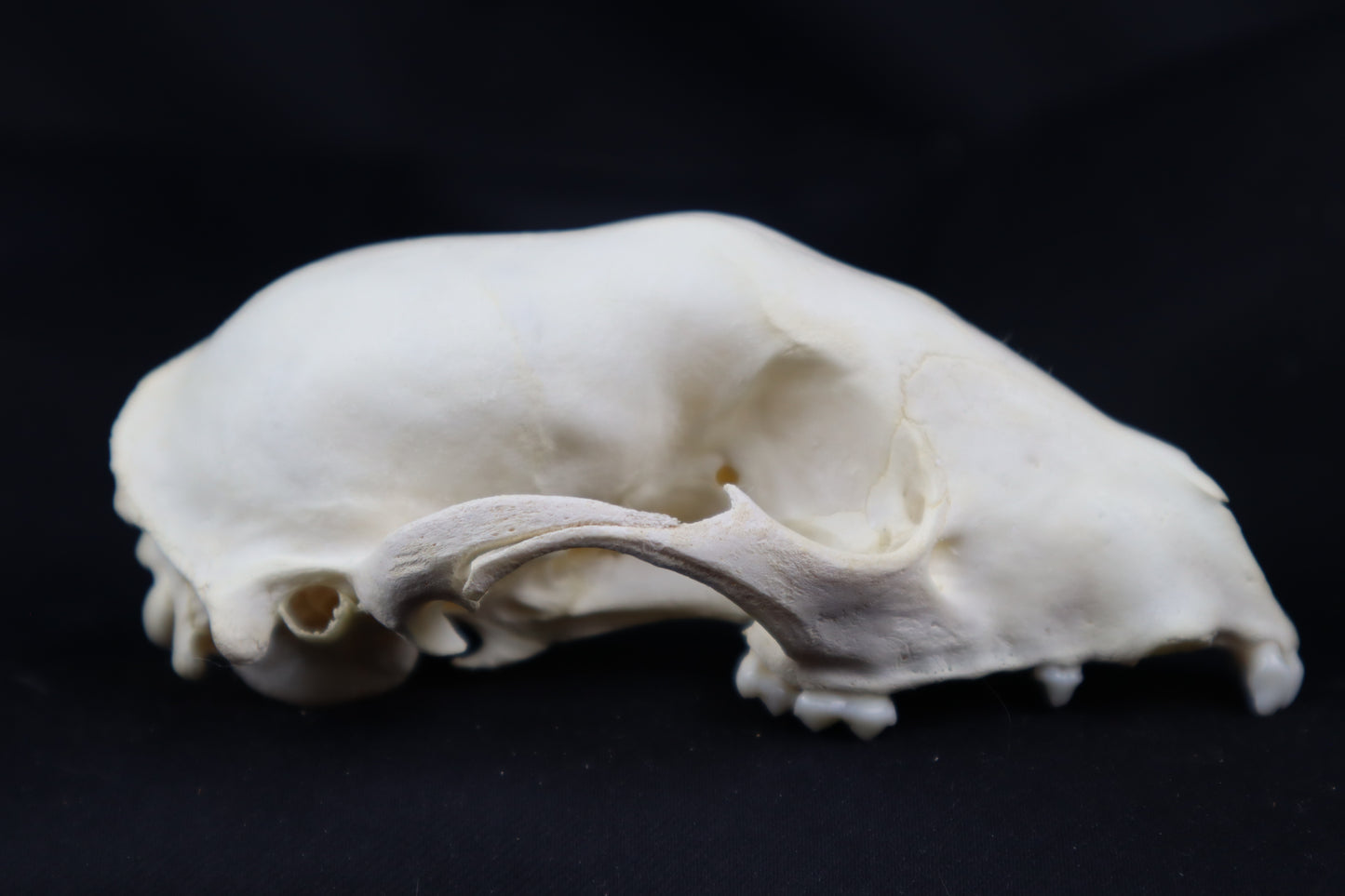 Craft Raccoon Skull