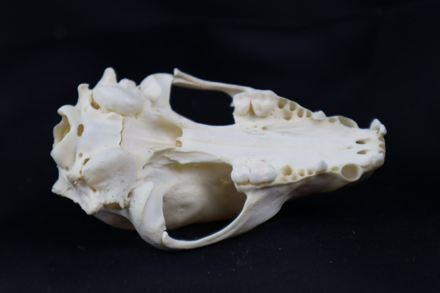 Craft Raccoon Skull