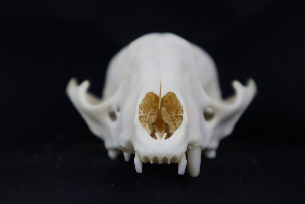 Craft Raccoon Skull