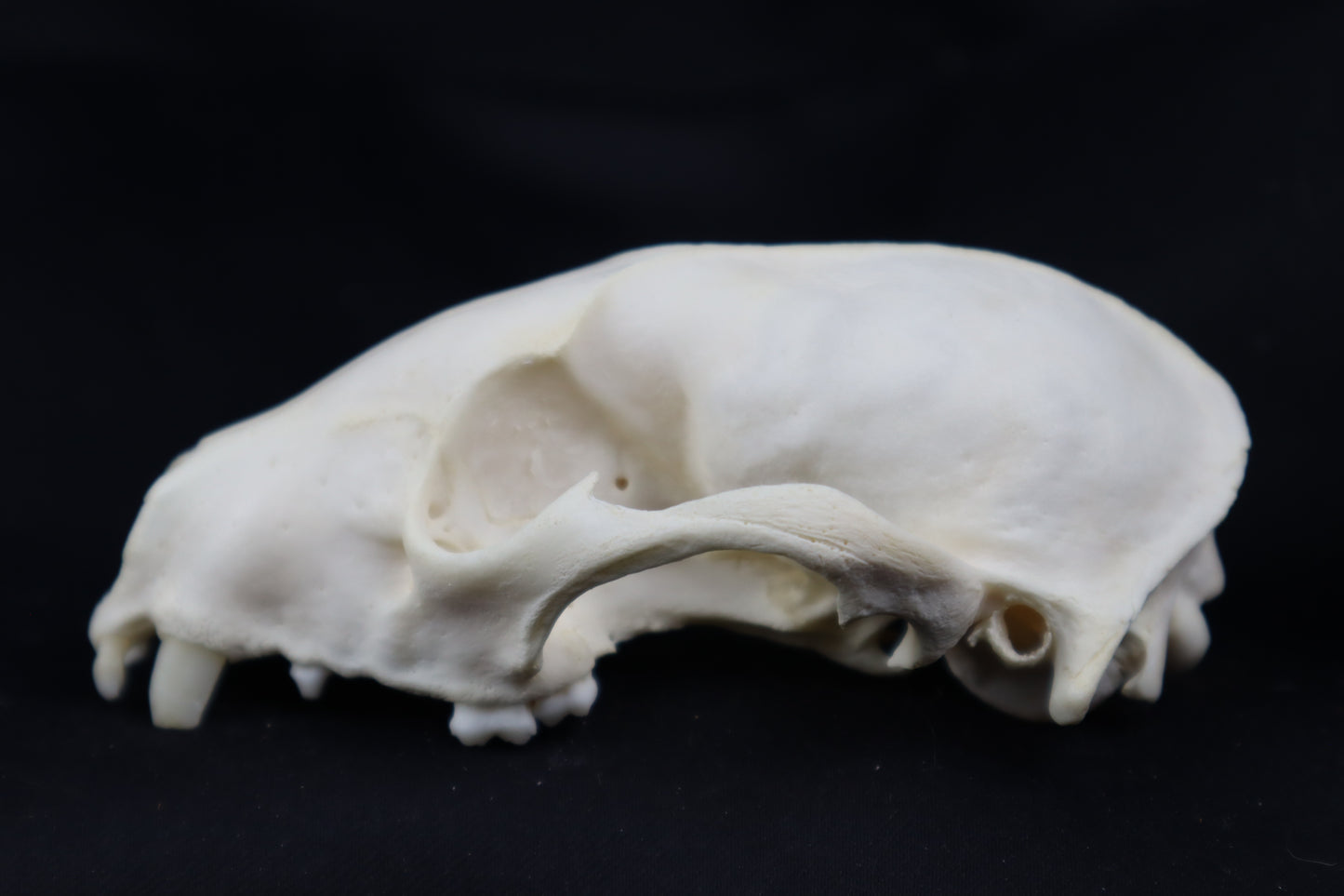 Craft Raccoon Skull