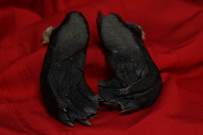 Beaver Feet