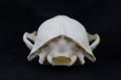 Craft Raccoon Skull