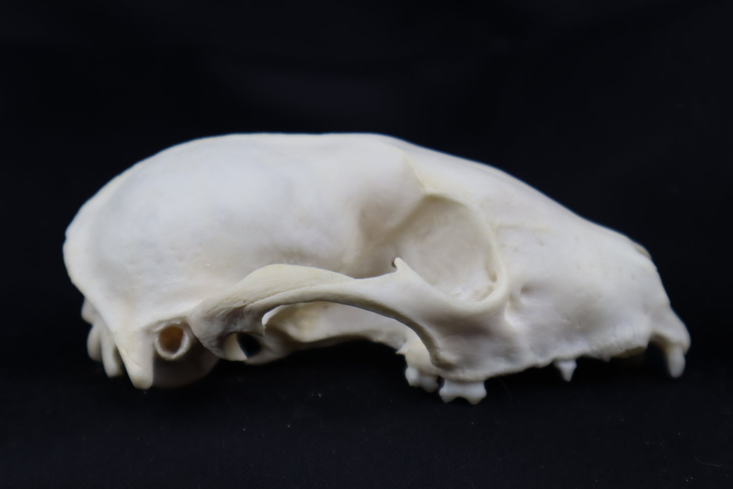Craft Raccoon Skull