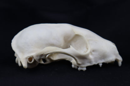 Craft Raccoon Skull