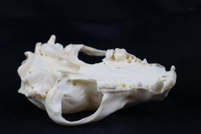 Craft Raccoon Skull