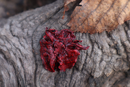Dry Preserved Piglet Lungs