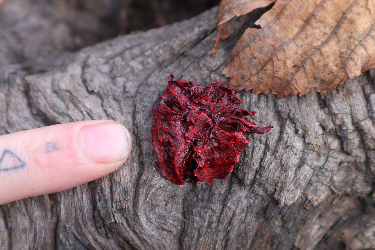 Dry Preserved Piglet Lungs