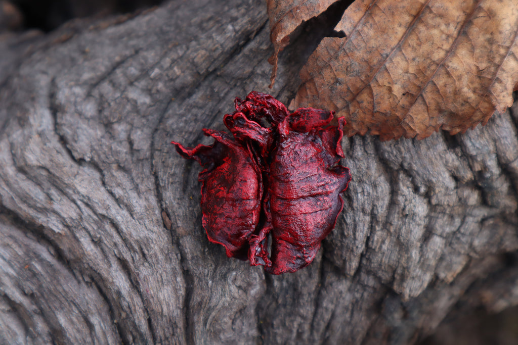 Dry Preserved Piglet Lungs