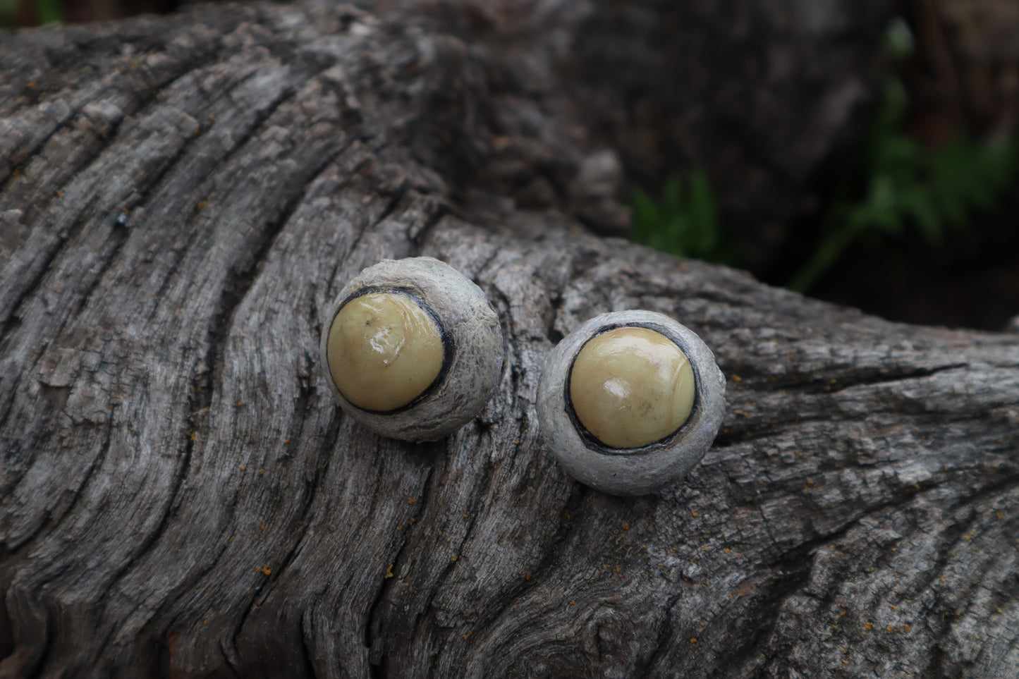 Dry Preserved Coyote Eyeballs