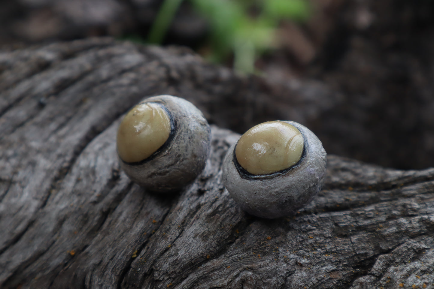 Dry Preserved Coyote Eyeballs