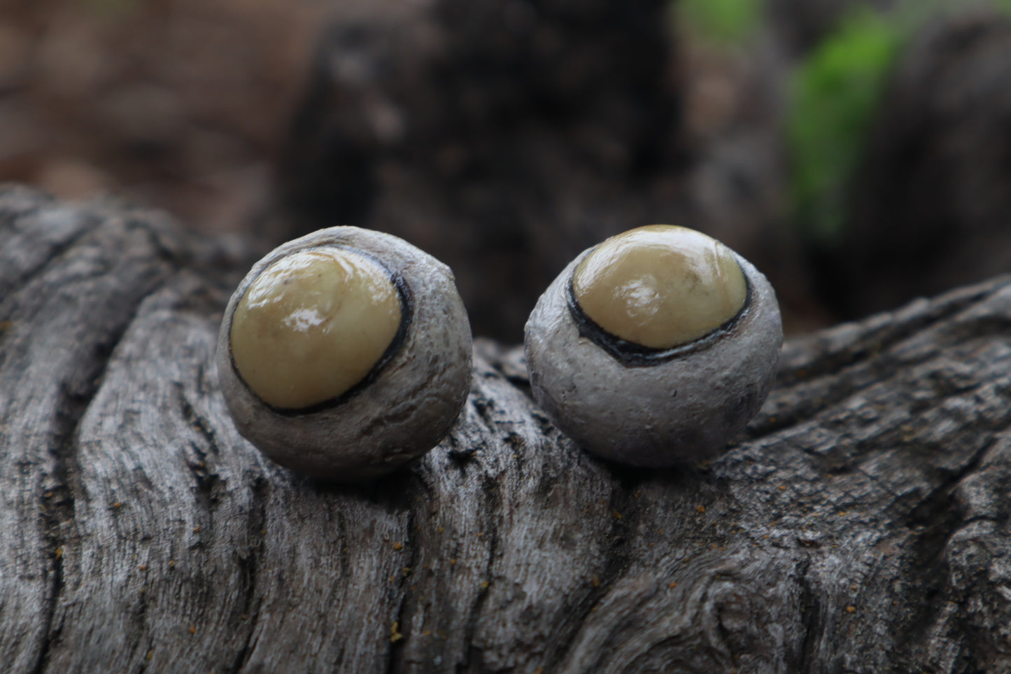 Dry Preserved Coyote Eyeballs