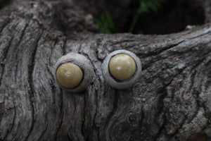 Dry Preserved Coyote Eyeballs