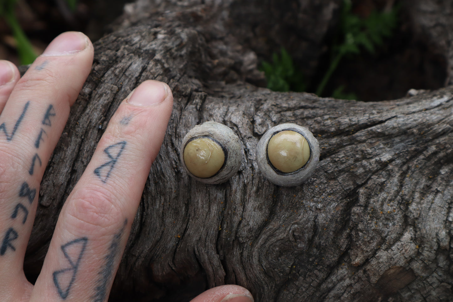 Dry Preserved Coyote Eyeballs