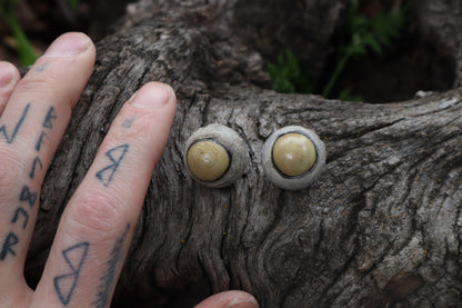 Dry Preserved Coyote Eyeballs