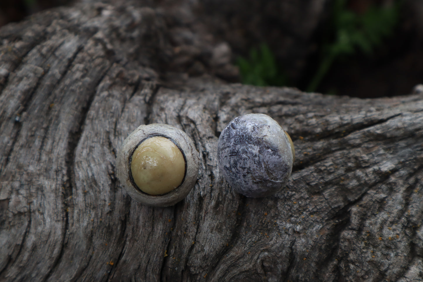 Dry Preserved Coyote Eyeballs