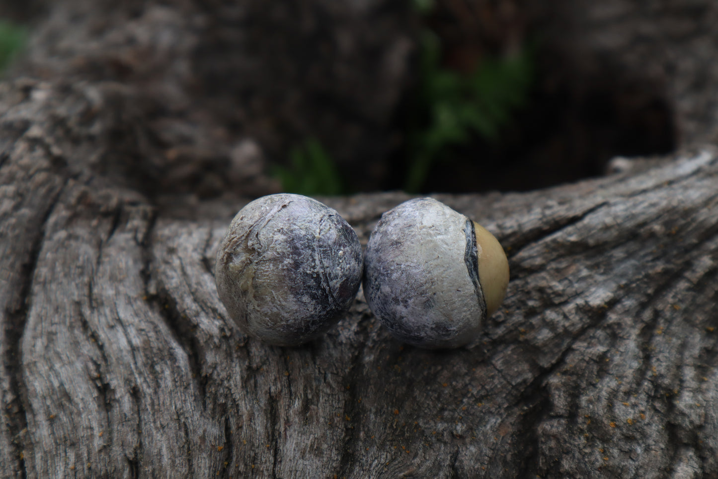 Dry Preserved Coyote Eyeballs