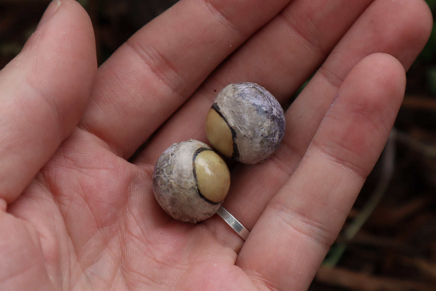 Dry Preserved Coyote Eyeballs