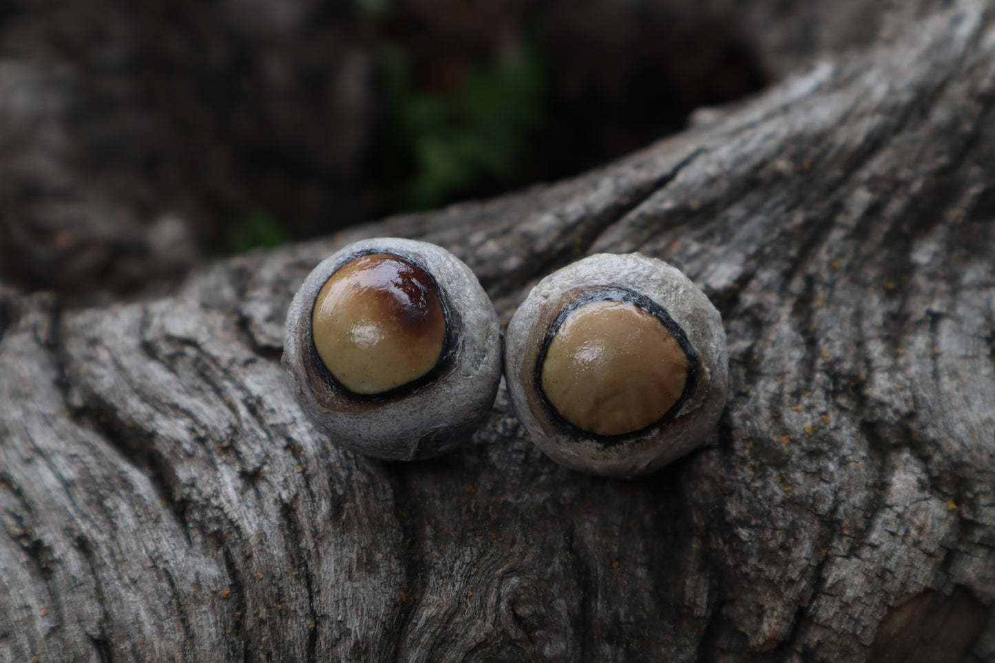 Dry Preserved Coyote Eyeballs