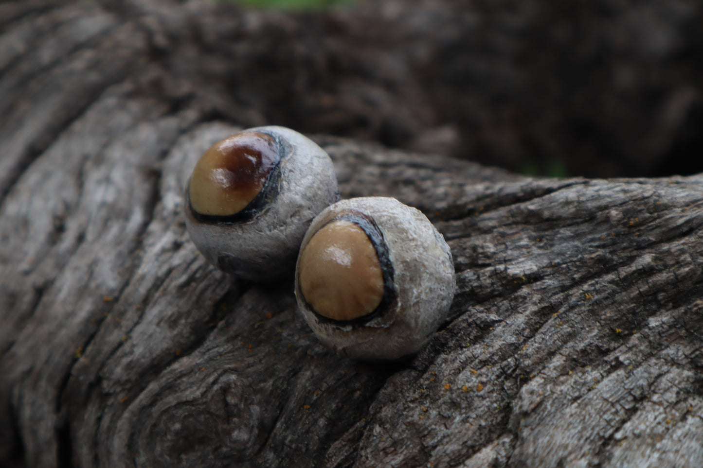Dry Preserved Coyote Eyeballs