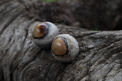 Dry Preserved Coyote Eyeballs