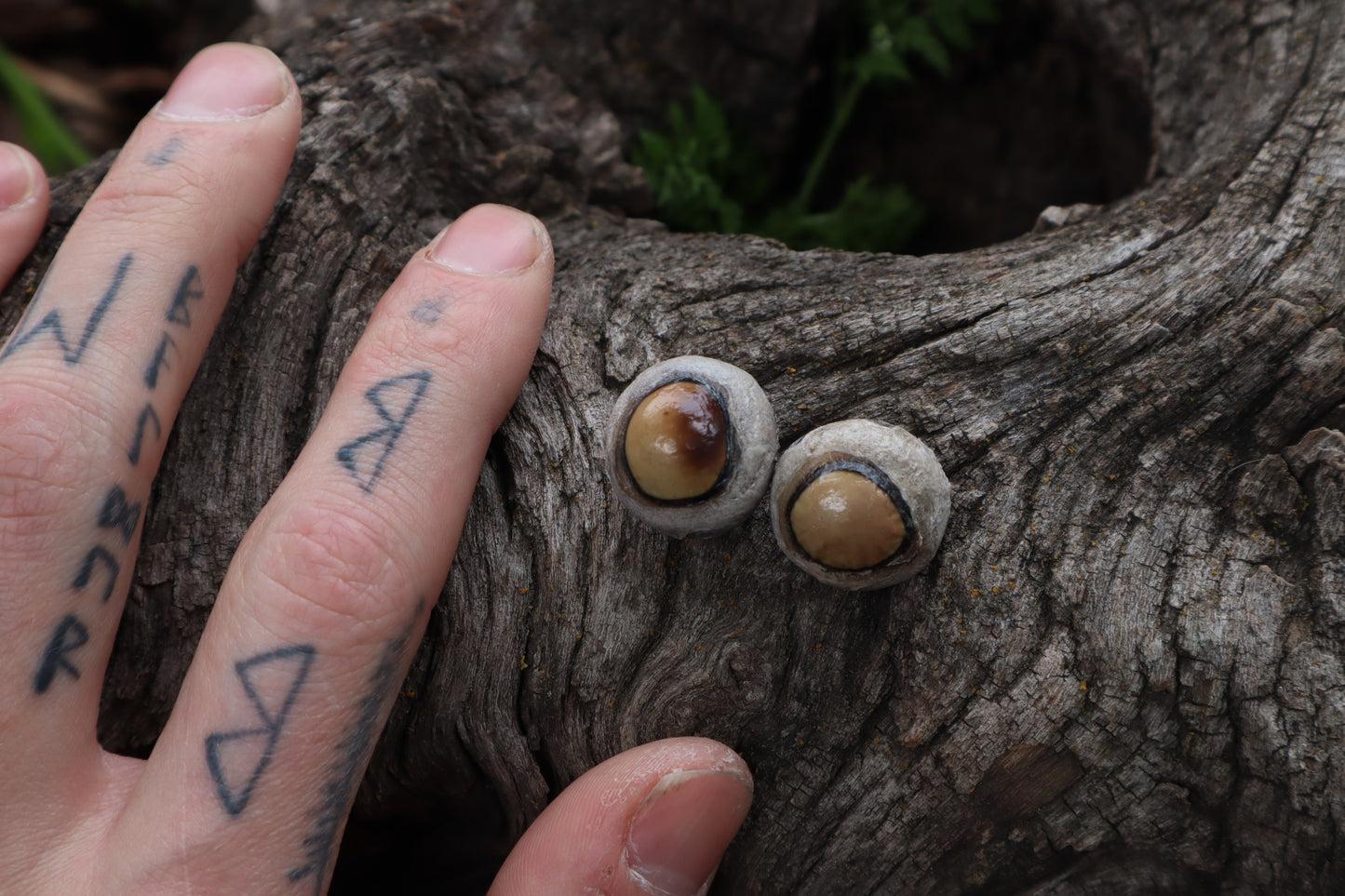 Dry Preserved Coyote Eyeballs