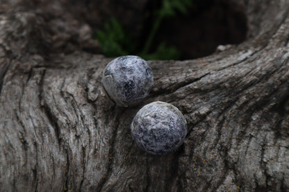 Dry Preserved Coyote Eyeballs