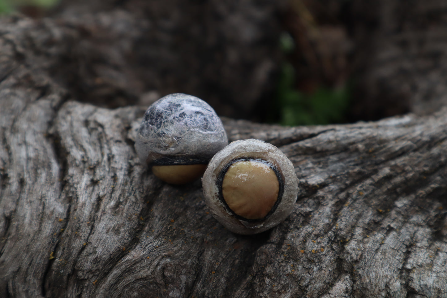 Dry Preserved Coyote Eyeballs