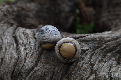 Dry Preserved Coyote Eyeballs