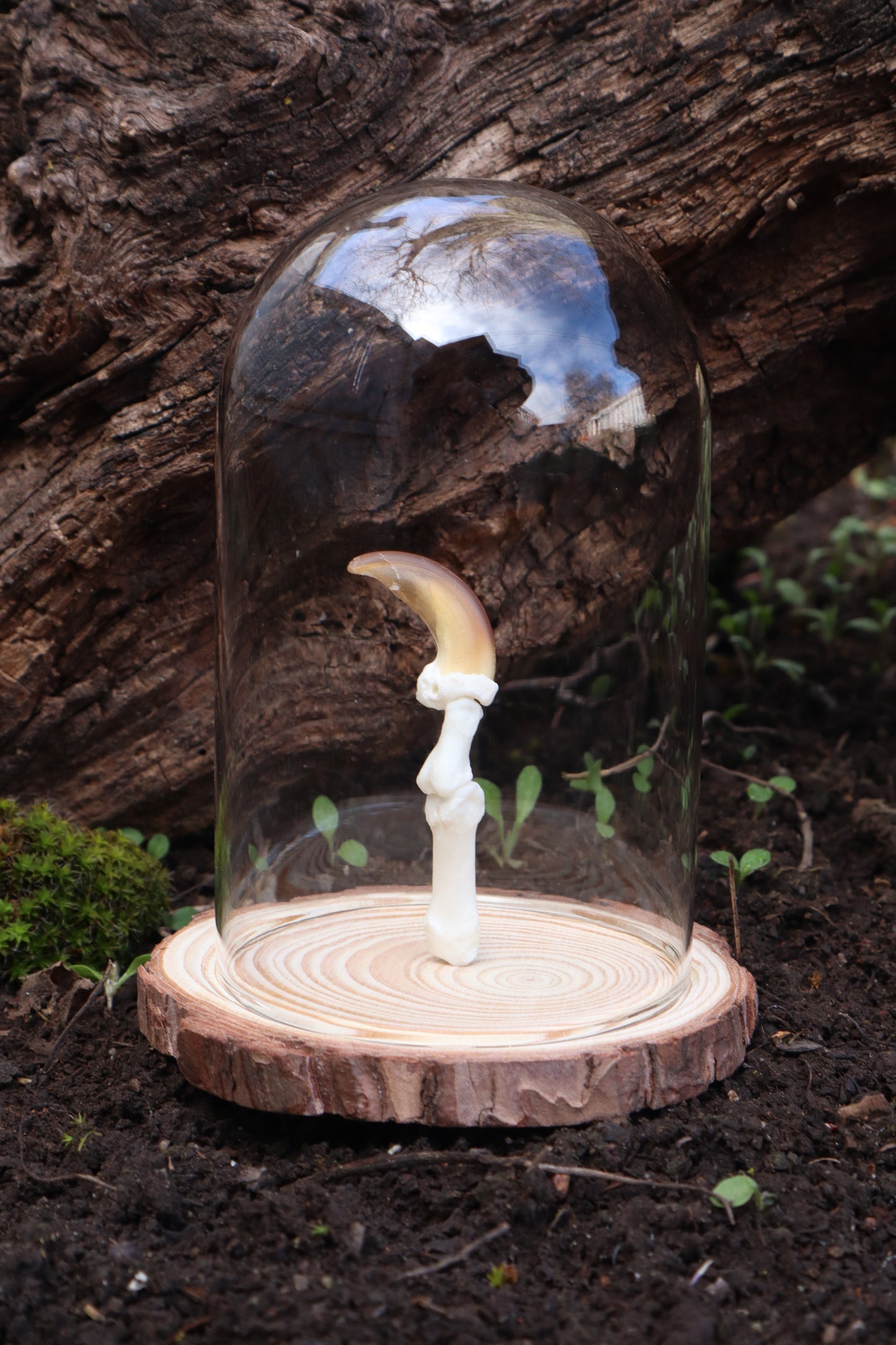 Gray Wolf Finger Articulation in Glass Dome