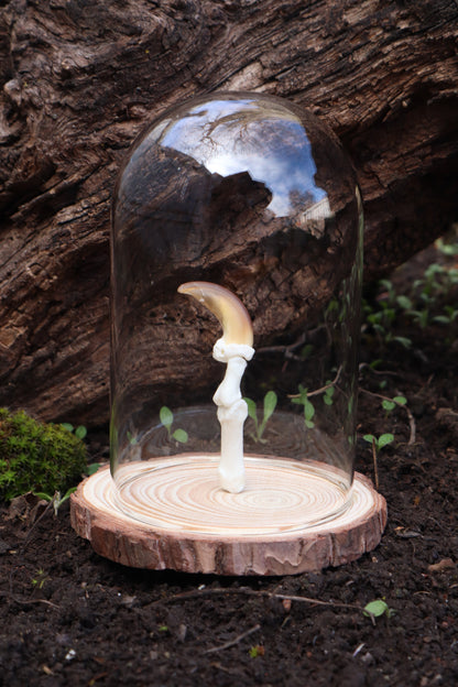 Gray Wolf Finger Articulation in Glass Dome