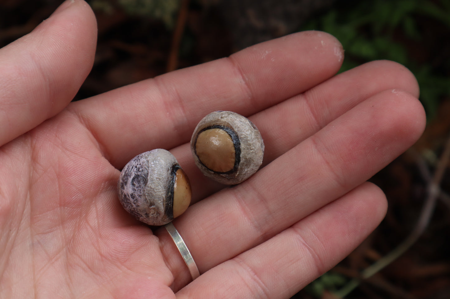 Dry Preserved Coyote Eyeballs