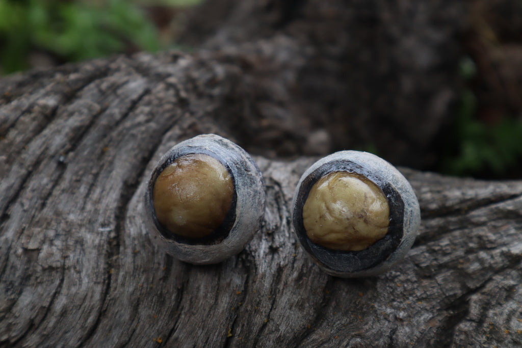 Dry Preserved Bobcat Eyeballs